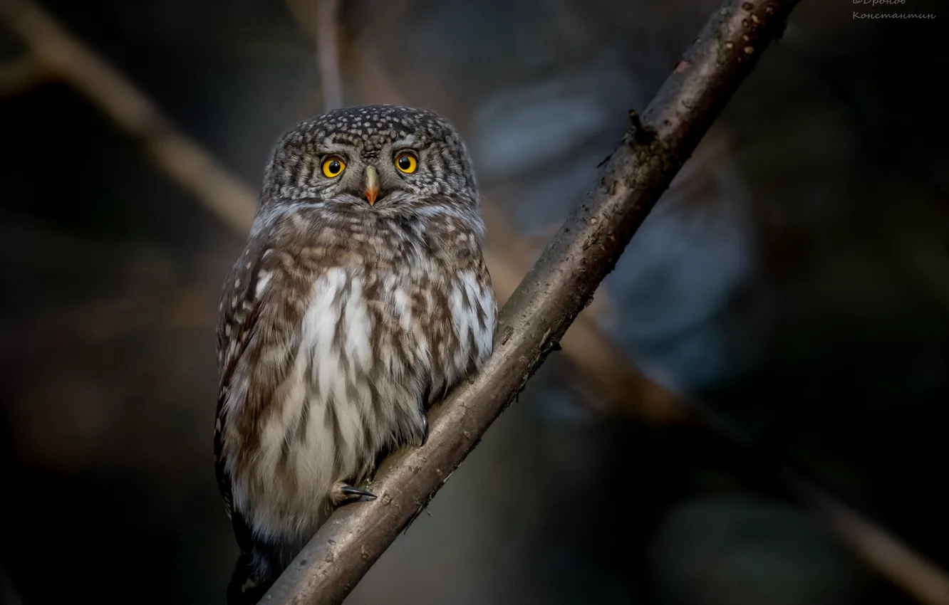 Photo wallpaper branches, nature, owl, bird, Pygmy owl