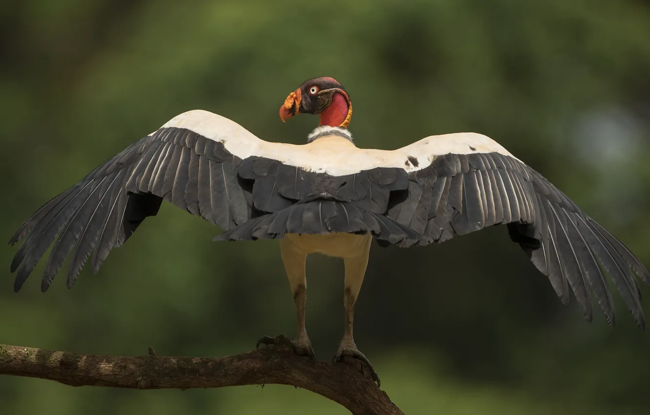 Photo wallpaper branches, bird, wings