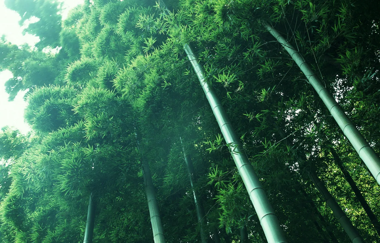 Photo wallpaper light, green, plants, bamboo