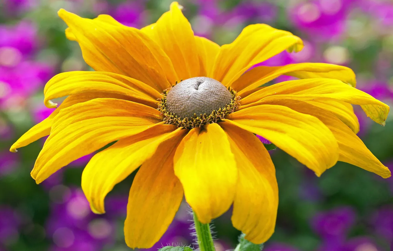 Photo wallpaper flower, macro, yellow, one, bokeh, rudbeckia