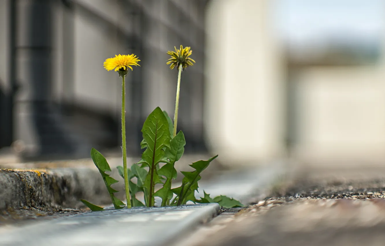 Photo wallpaper grass, the city, street