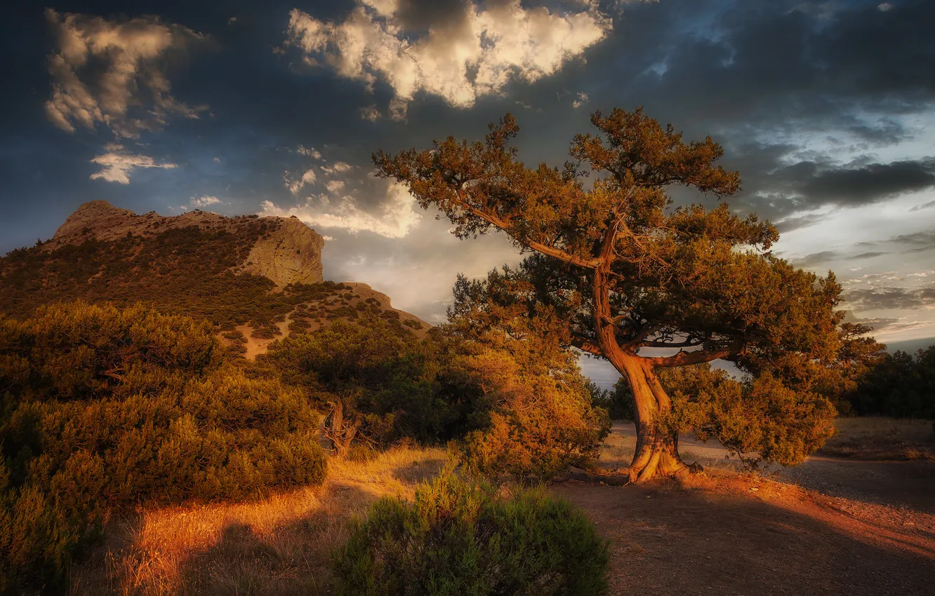 Photo wallpaper clouds, trees, beauty, shadows, shrub, Gone into the sunset, Asedach Alexander