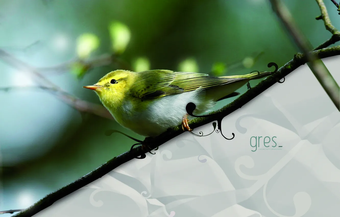 Photo wallpaper bird, Remix, gres