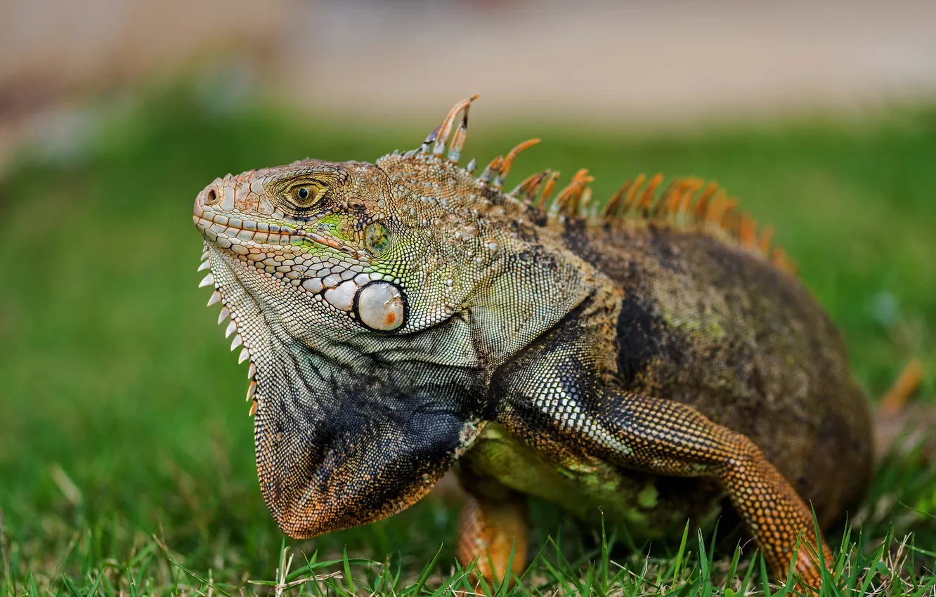 Photo wallpaper nature, background, Iguana