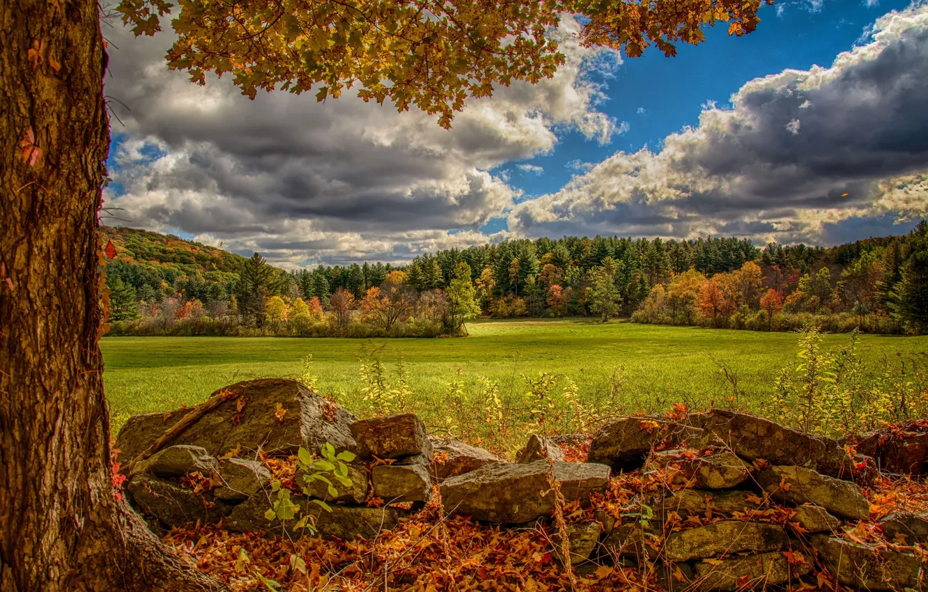 Photo wallpaper autumn, forest, stones, tree, meadow, Virginia, Virginia, Norfolk