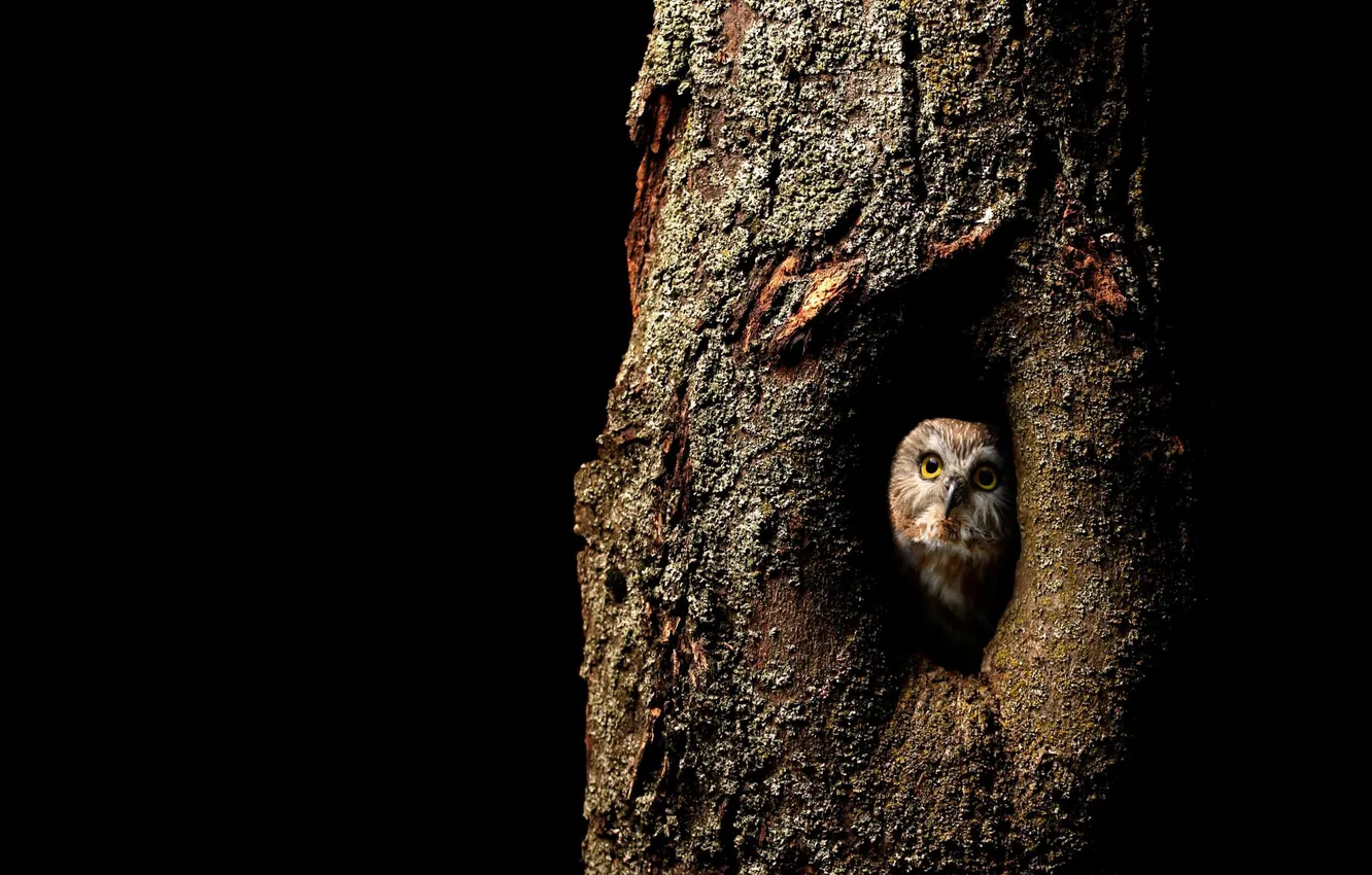 Photo wallpaper trees, owl, bird