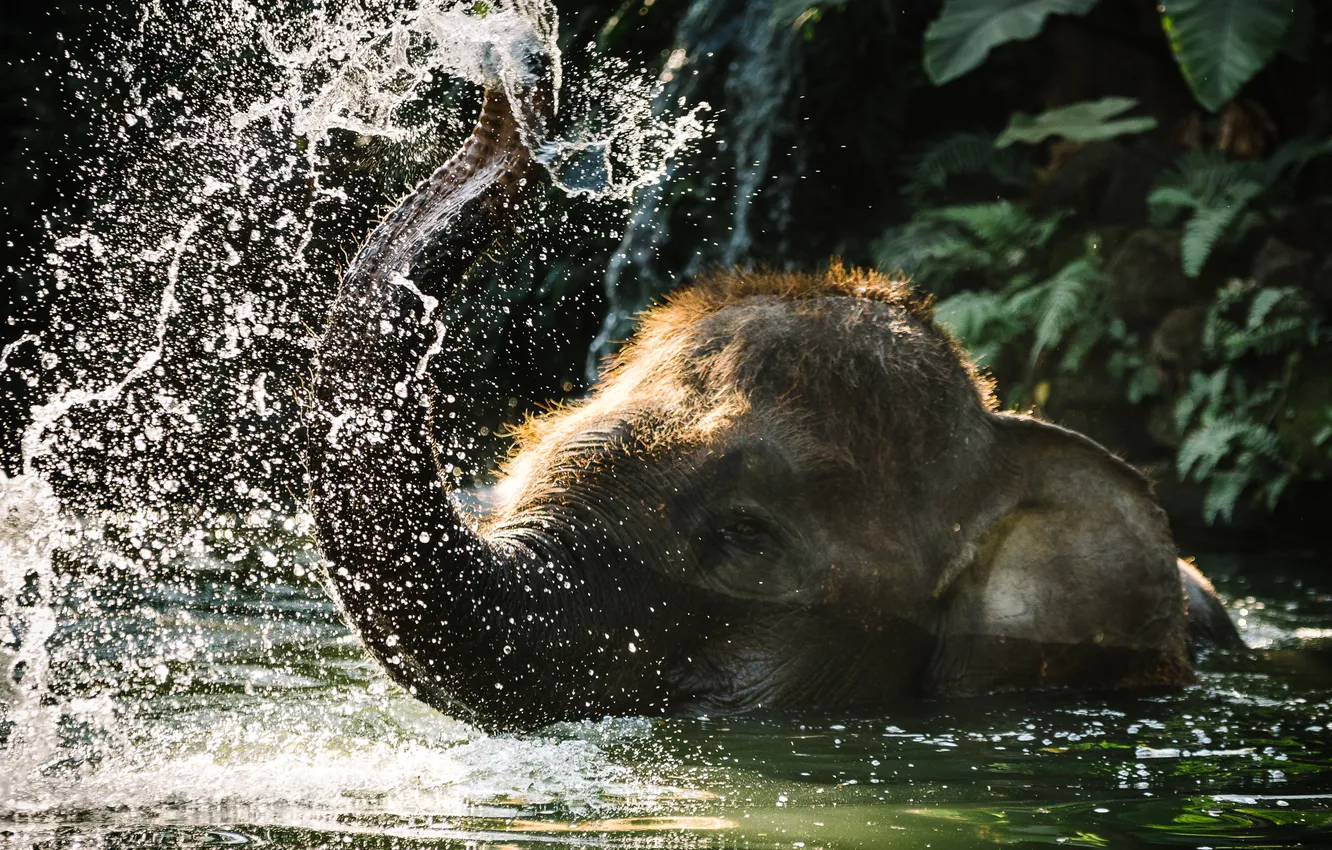 Photo wallpaper water, nature, elephant