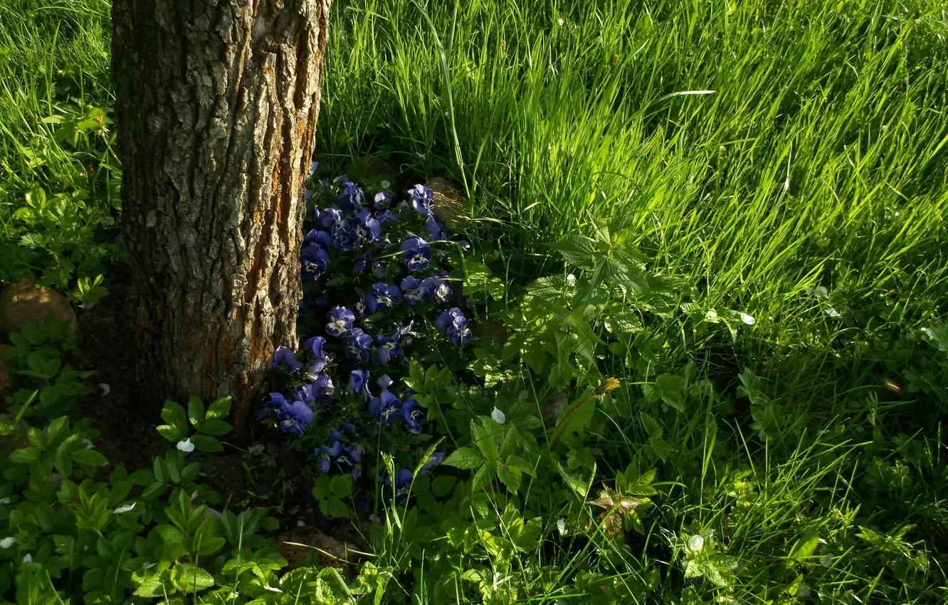 Photo wallpaper greens, grass, flowers, tree, spring, Pansy
