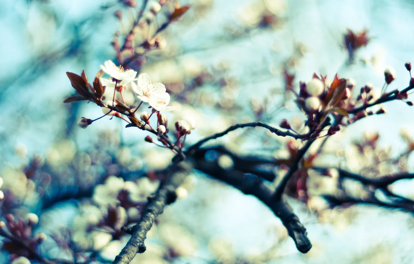 Photo wallpaper the sky, macro, trees, flowers, nature, cherry, branch, spring