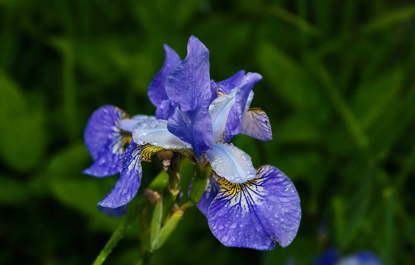 Photo wallpaper Flowers, summer, rain, blue, flowers, dark blue, summer rain