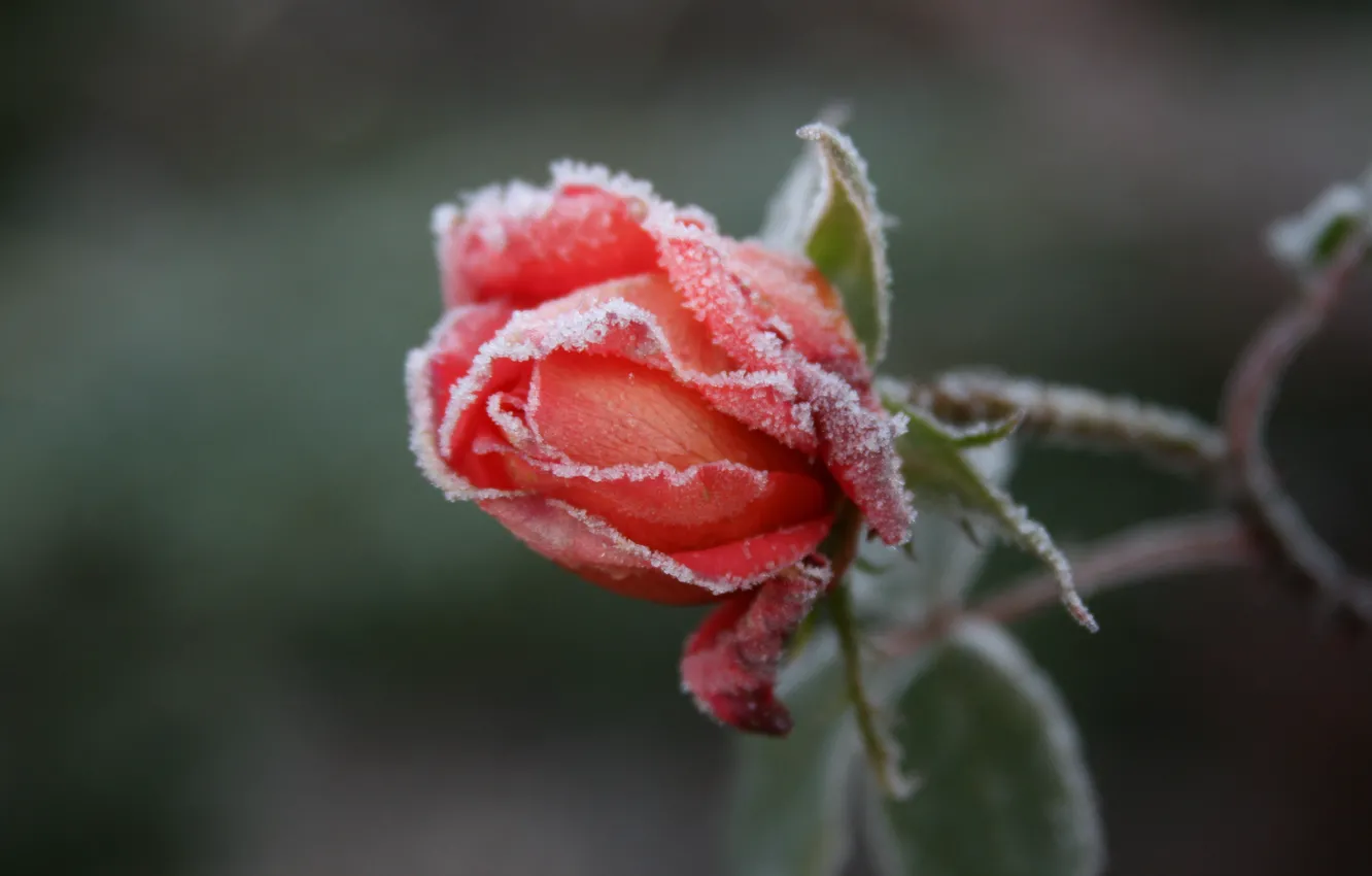 Photo wallpaper cold, frost, flower, macro, flowers, background, Wallpaper, rose