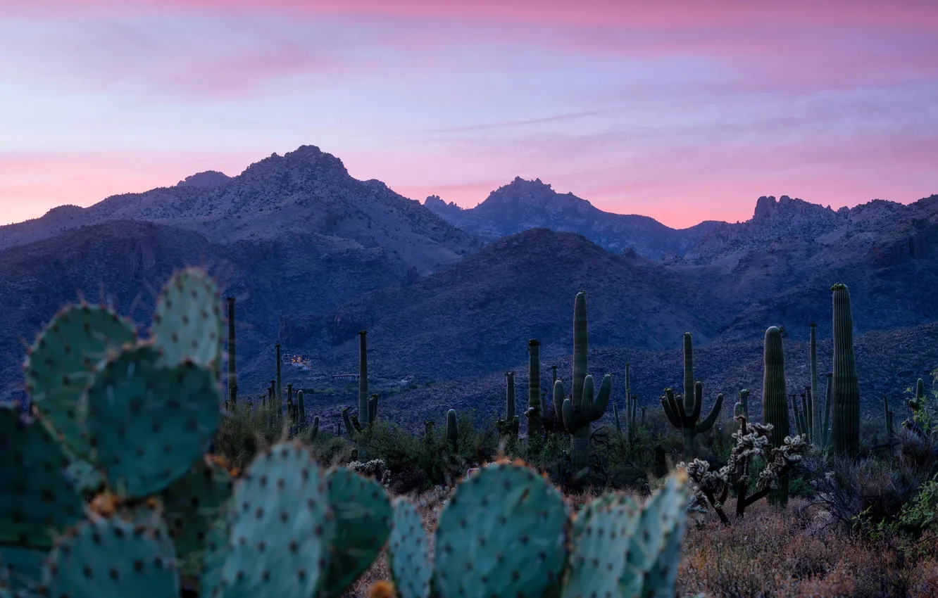 Photo wallpaper mountains, desert, cactus, slope
