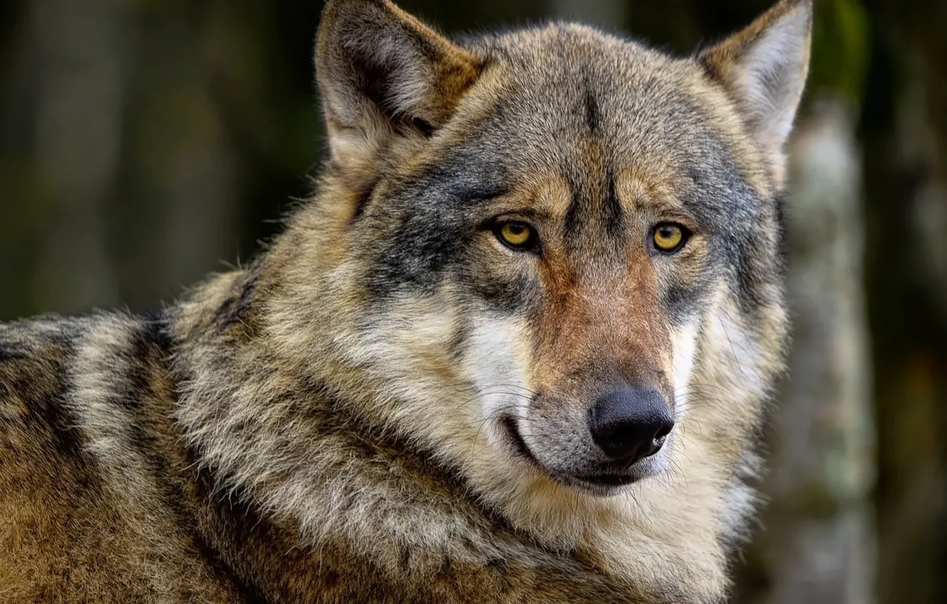 Photo wallpaper Predator, nature, animal, wolf, wildlife, portrait, portrait., Canis lupus. face