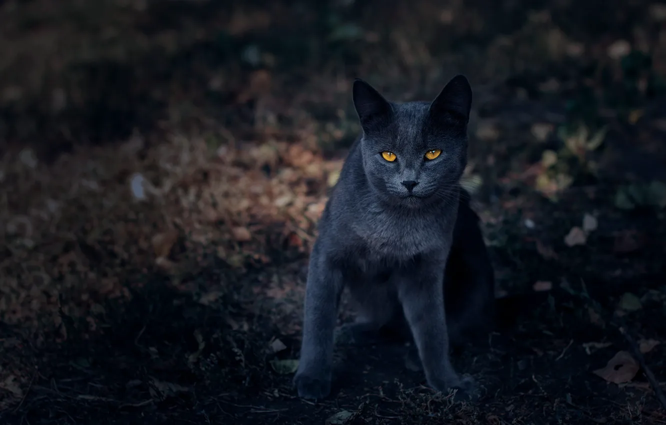 Photo wallpaper cat, cat, look, nature, pose, the dark background, grey, muzzle