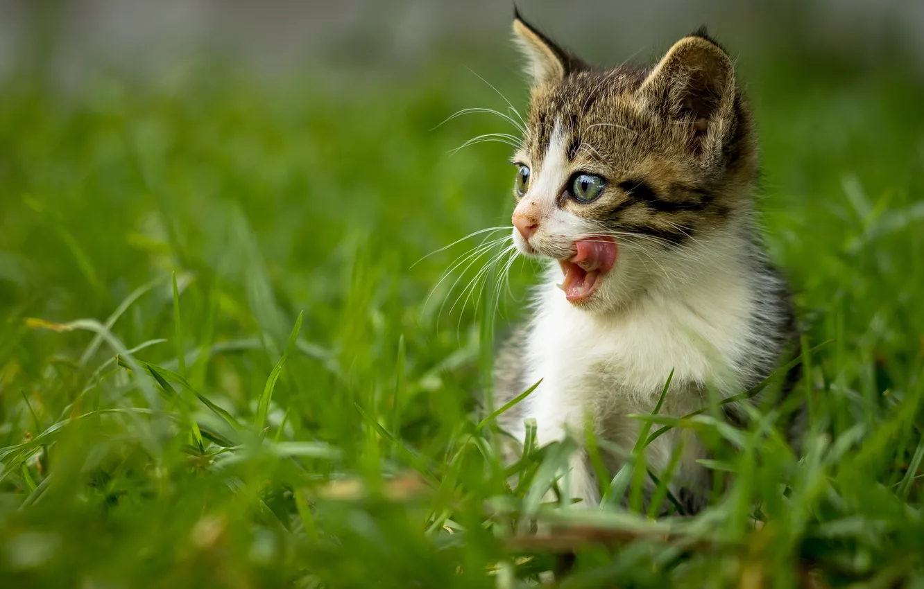 Photo wallpaper grass, kitty, muzzle
