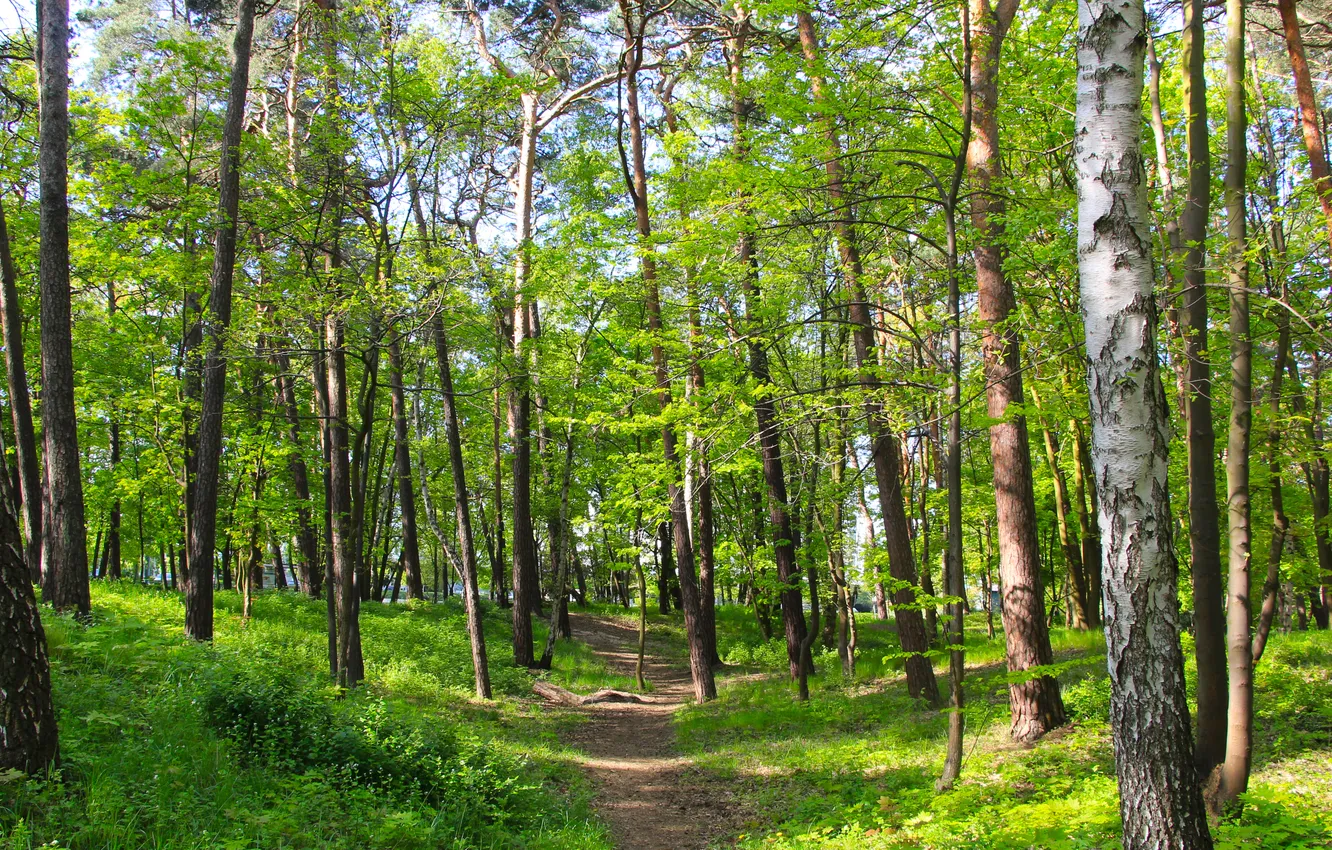 Photo wallpaper green, forest, trees, park, spring, alley