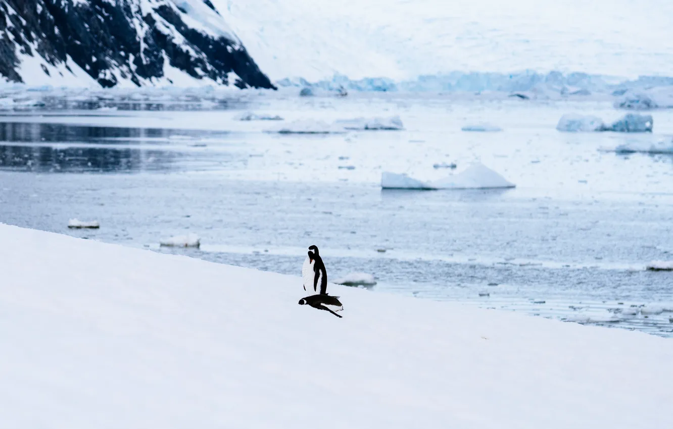 Photo wallpaper beach, Penguins, sea, ice floes