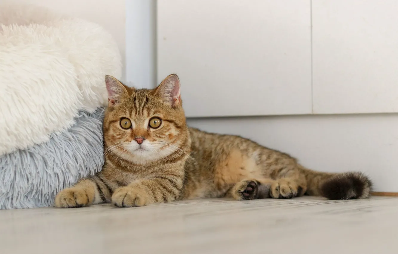 Photo wallpaper Ottomans, lying on the floor, tabby cat