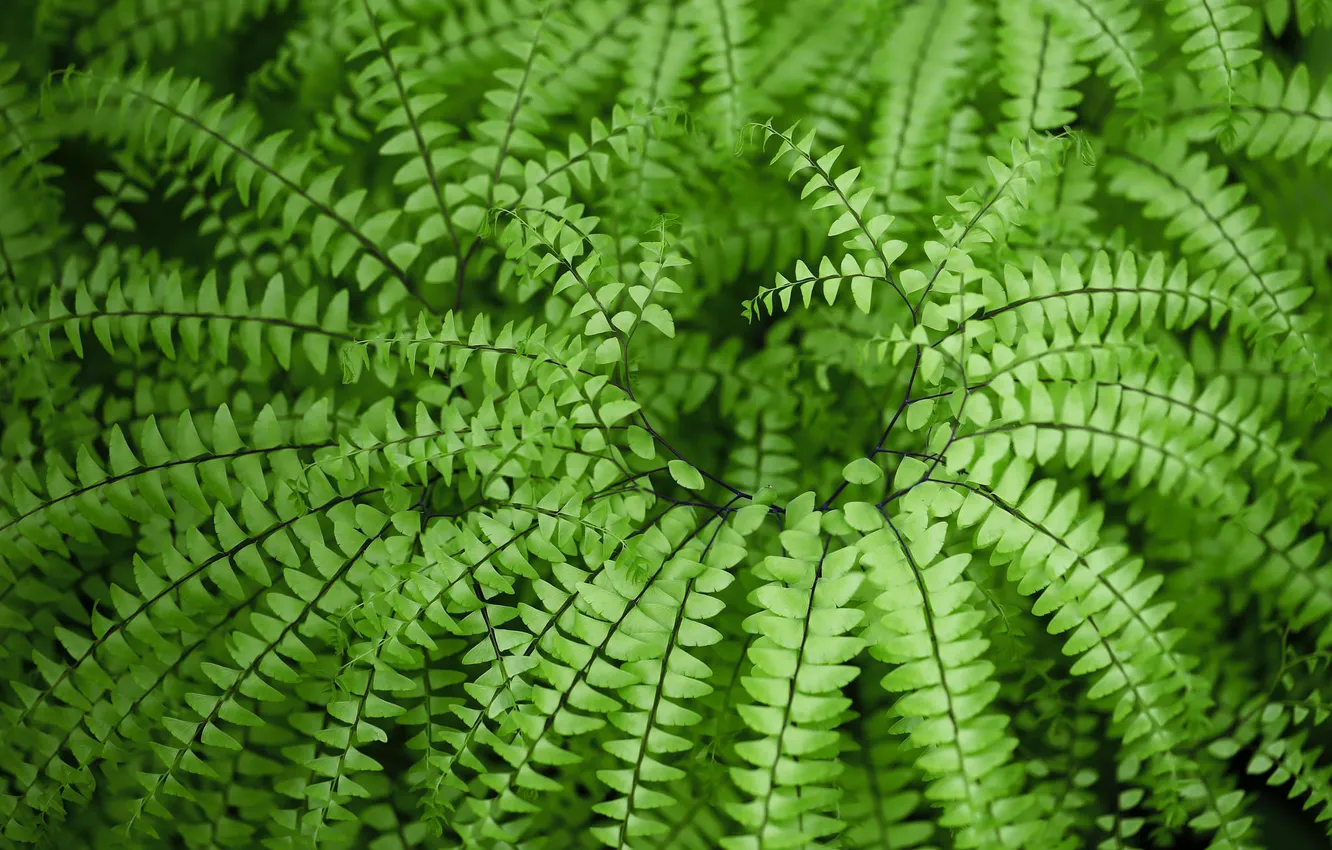 Photo wallpaper leaves, macro, plant