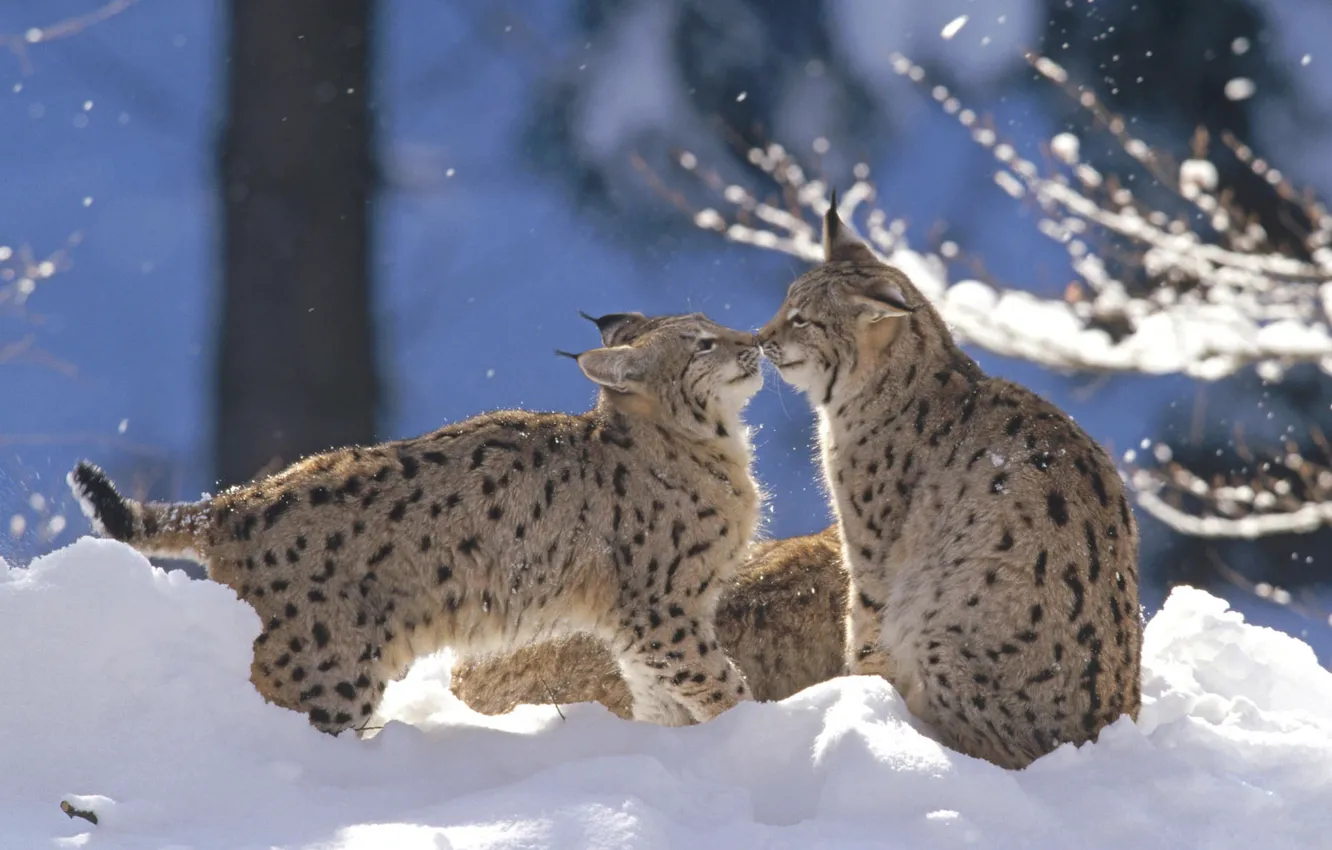 Photo wallpaper winter, forest, snow, the game, lynx, cubs
