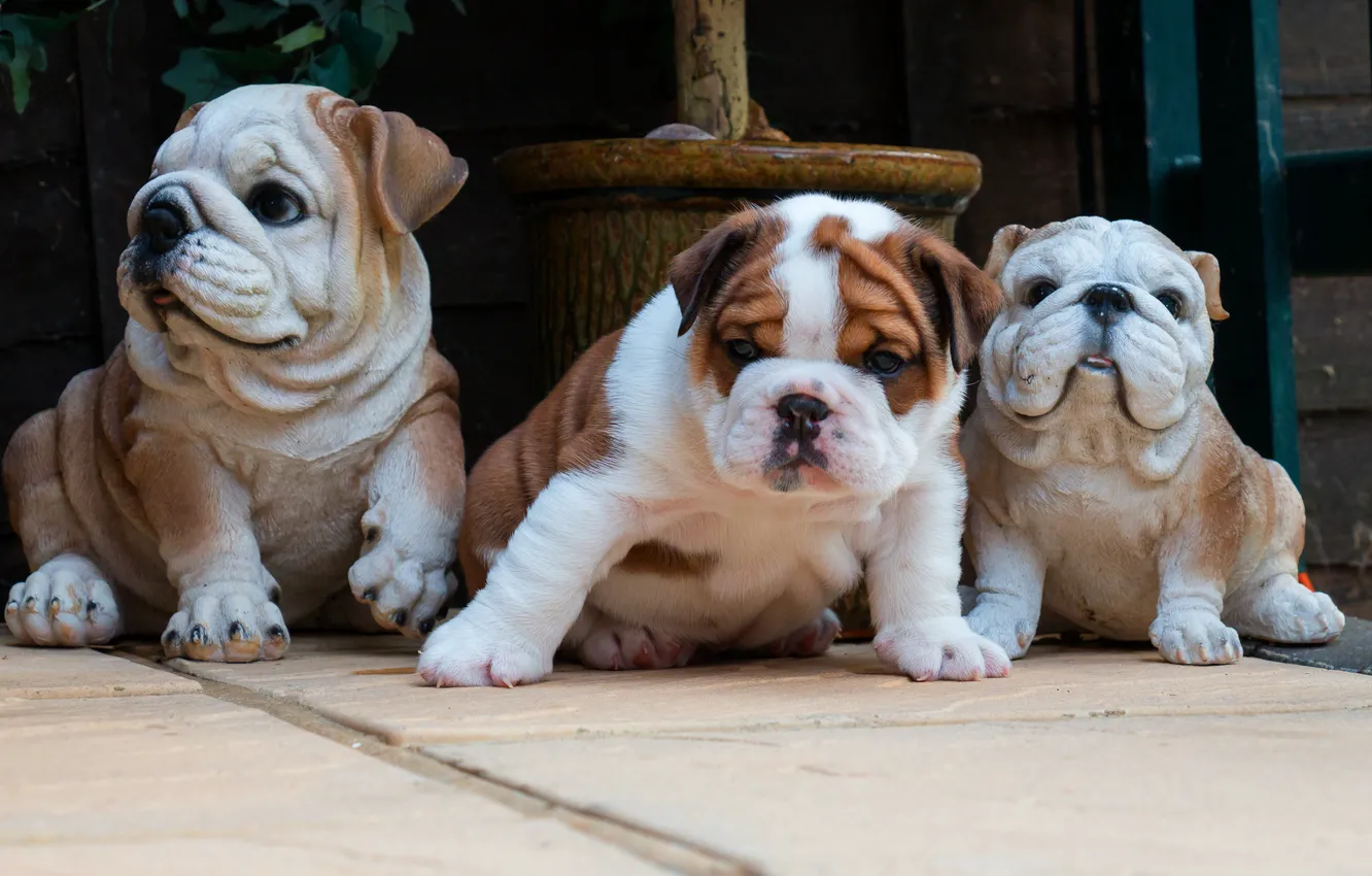 Photo wallpaper dogs, tile, dog, baby, puppies, yard, puppy, bulldog