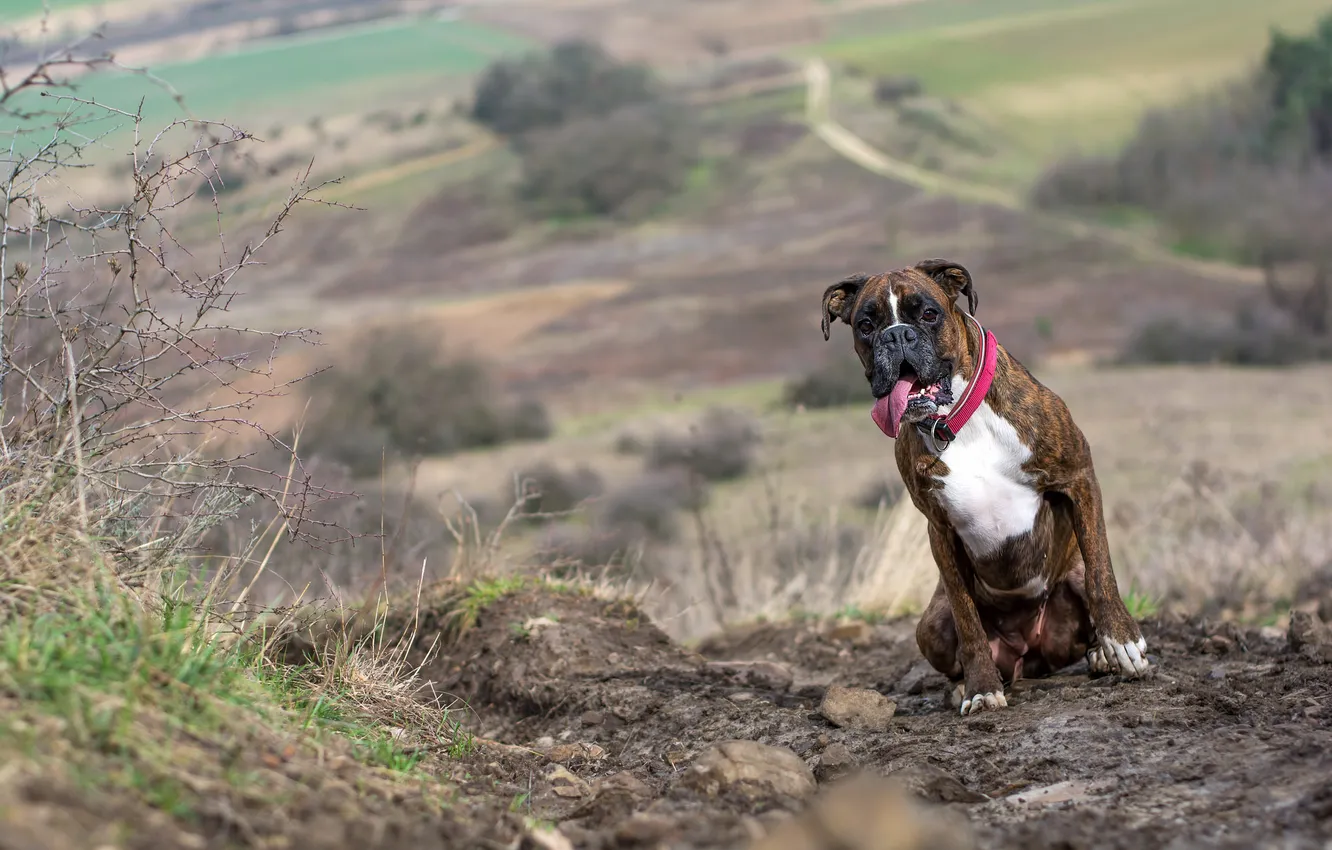 Photo wallpaper look, each, dog