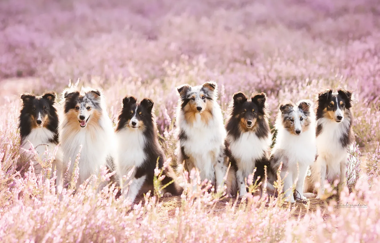 Photo wallpaper dogs, summer, nature