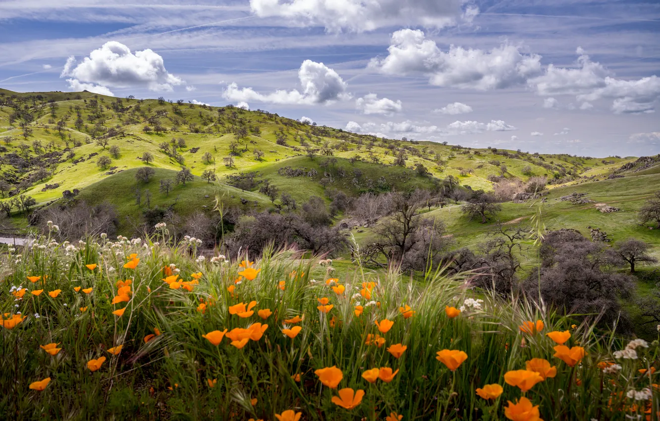 Photo wallpaper flowers, mountains, hills, Escholzia