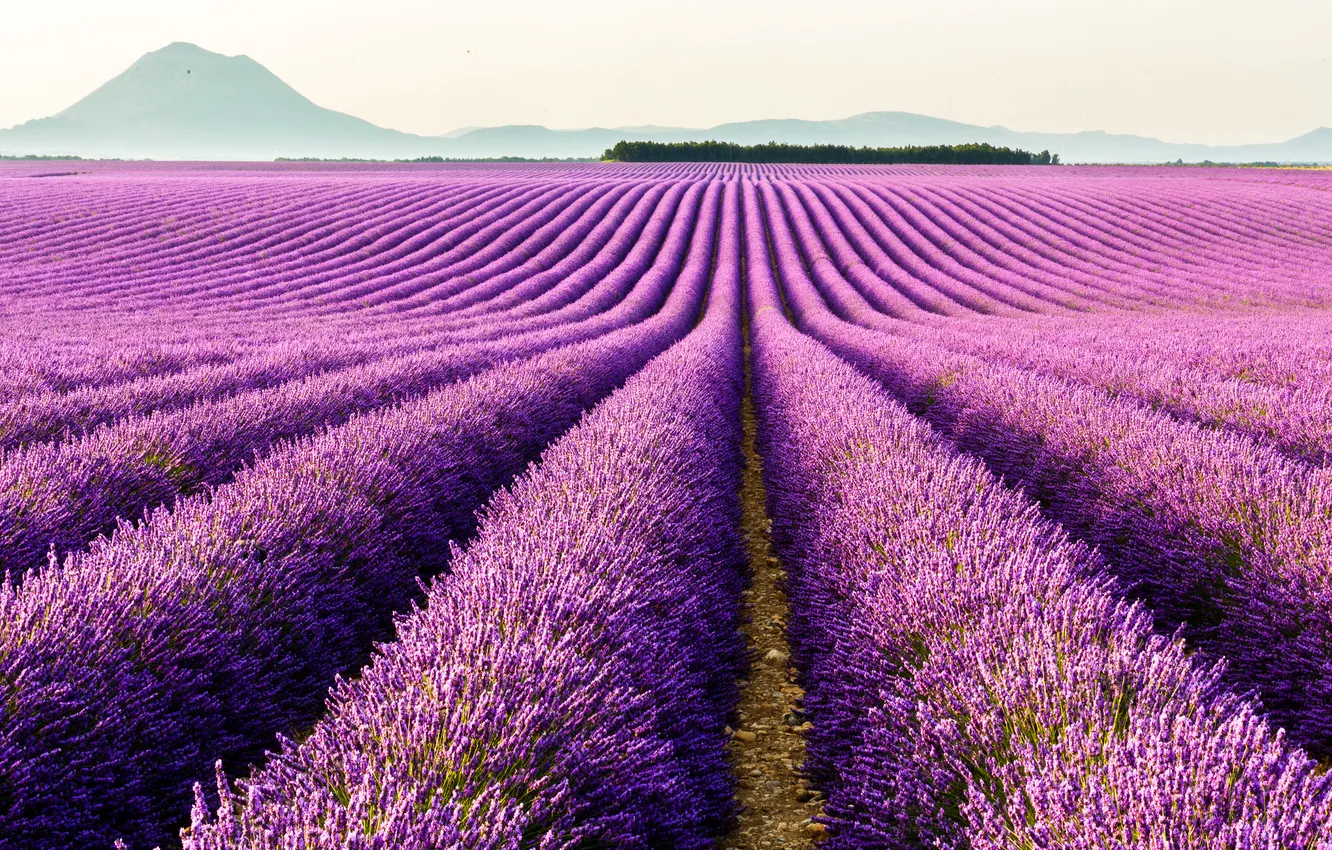 Photo wallpaper flowers, mountains, France, lavender, plantation, Provence, Valensole