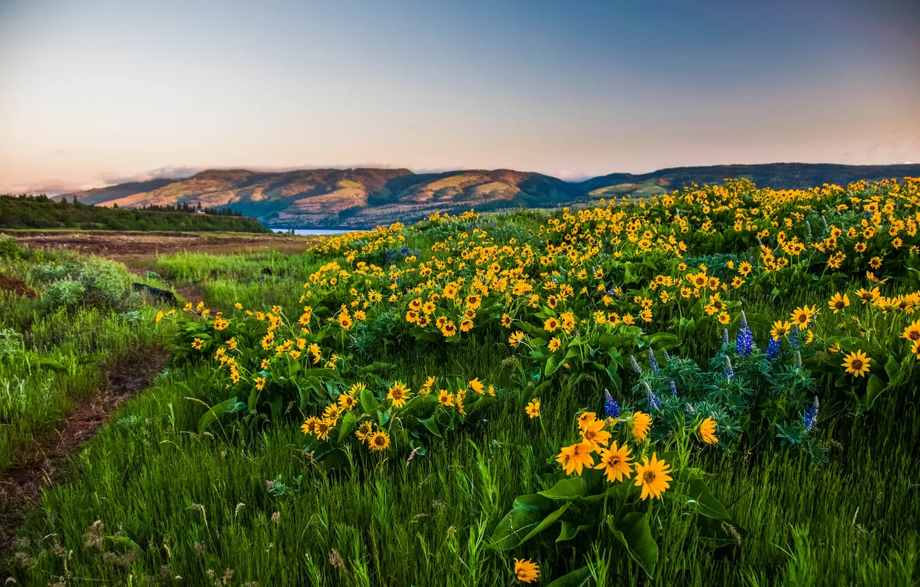 Photo wallpaper flowers, Oregon, Oregon, Columbia, mountains., gorge
