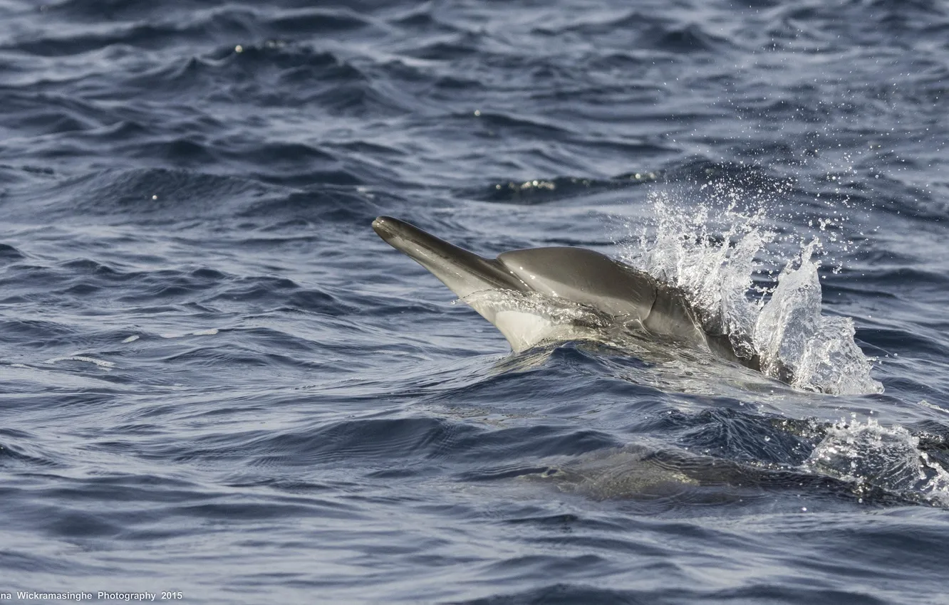 Photo wallpaper sea, wave, squirt, movement, dolphins