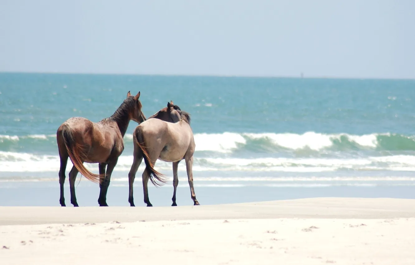 Photo wallpaper sand, shore, horse