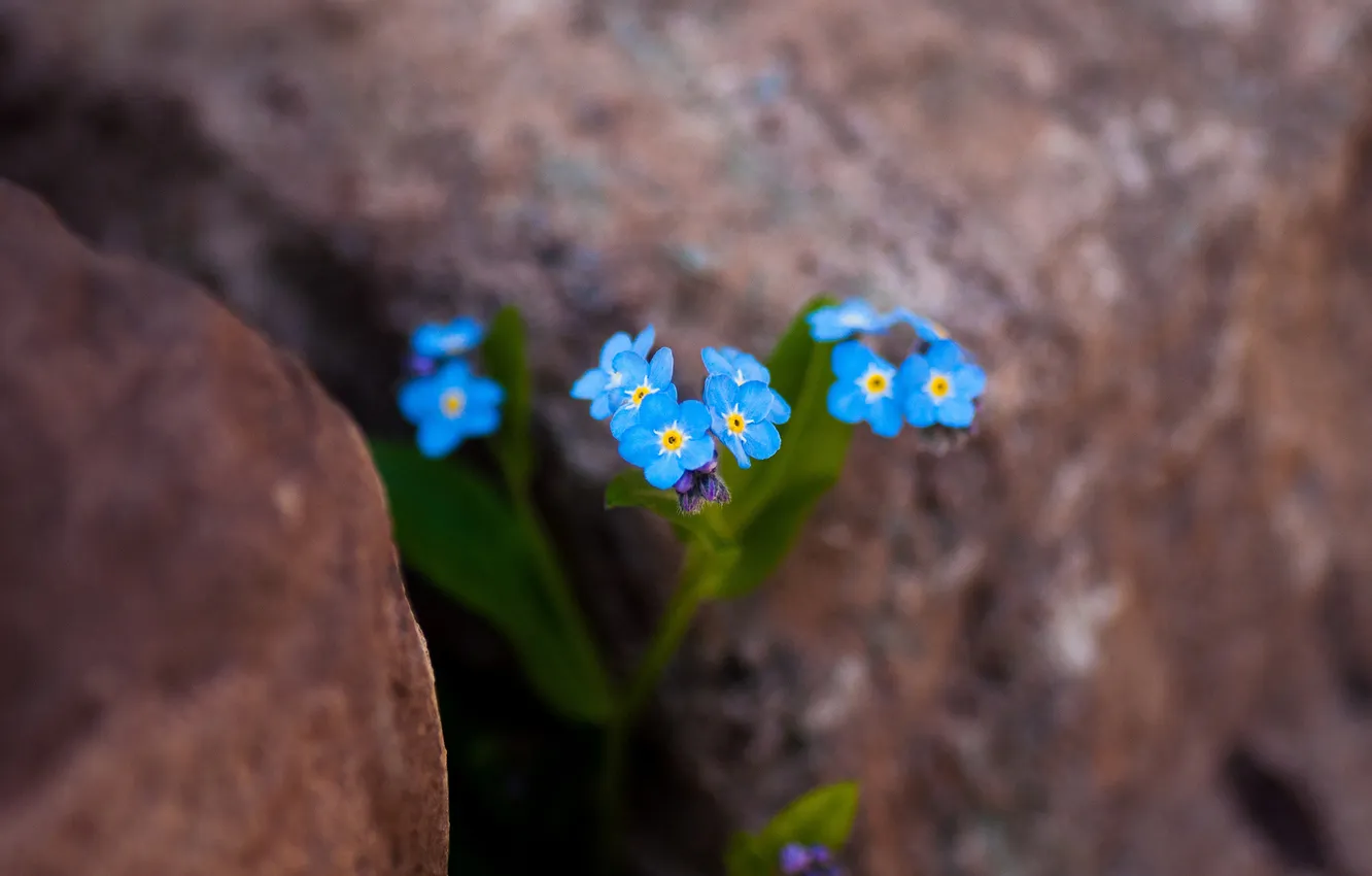 Photo wallpaper flowers, stones, blue, gentle, forget-me-nots