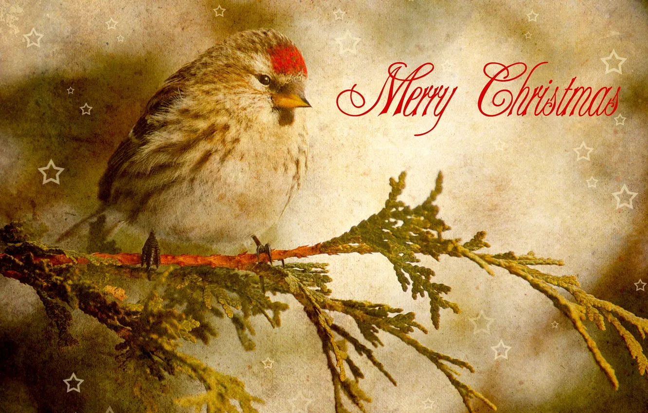 Photo wallpaper branches, bird, congratulations