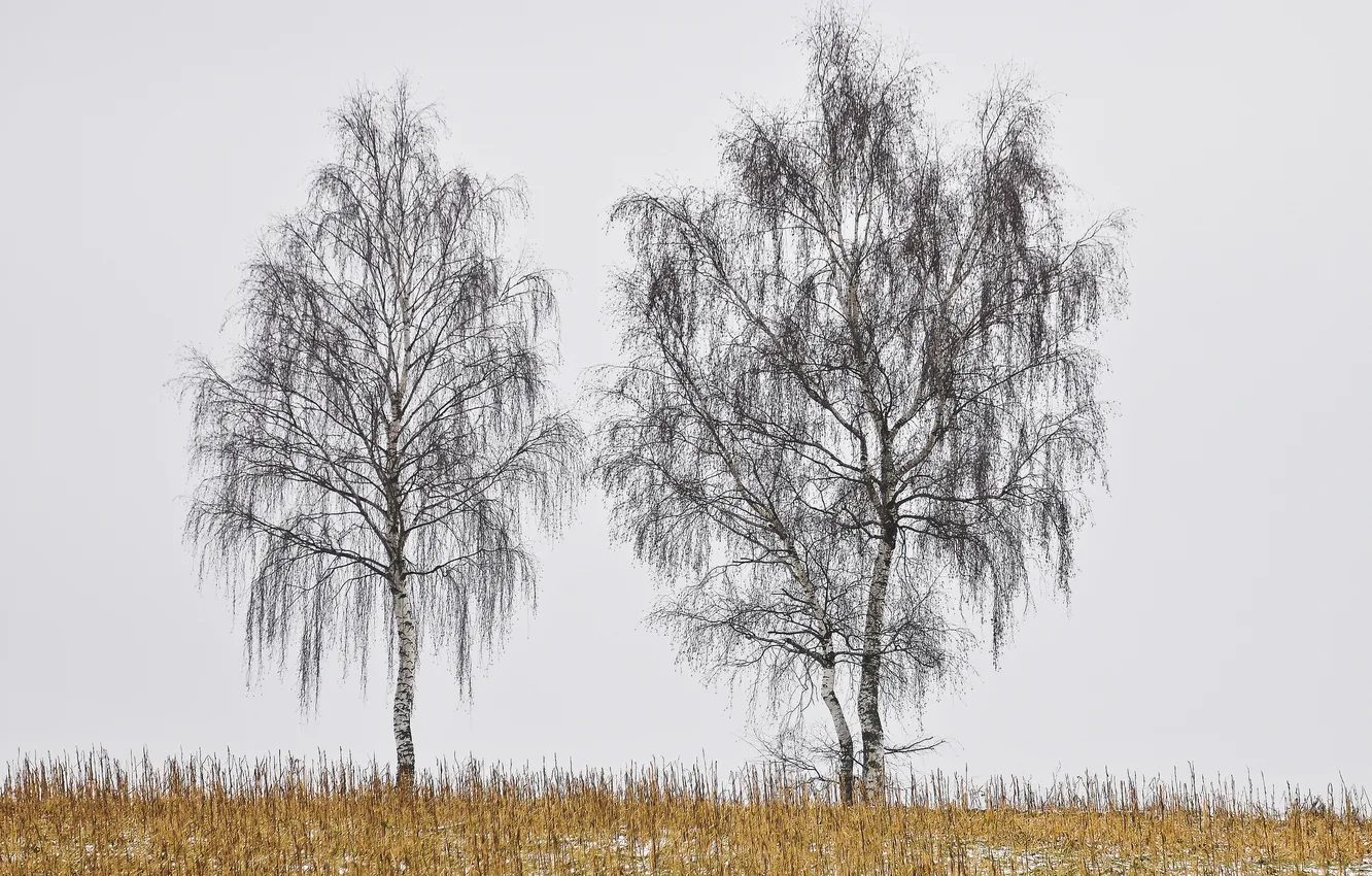 Photo wallpaper grass, trees, dry, birch