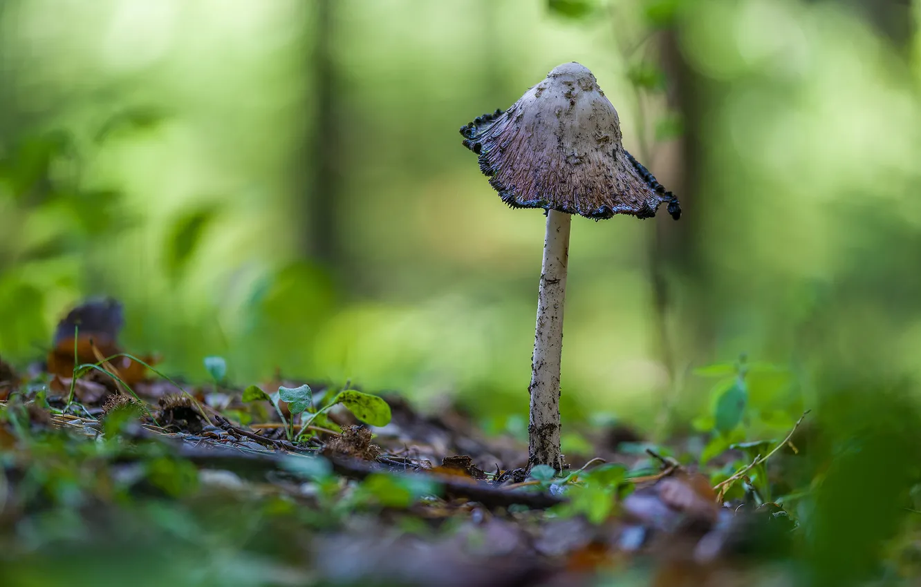 Photo wallpaper forest, glade, mushrooms, bokeh, toadstool