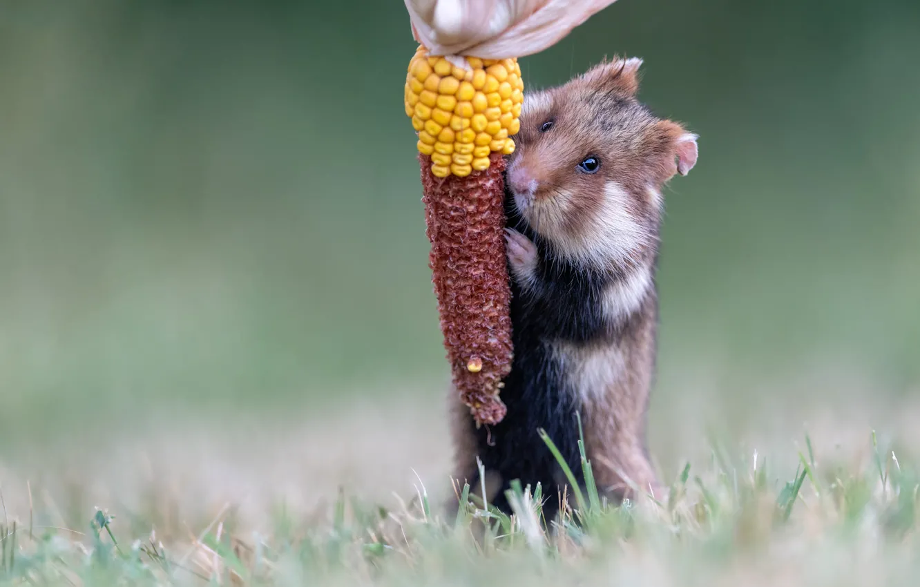 Photo wallpaper grass, background, glade, grain, hamster, corn, rodent, the cob