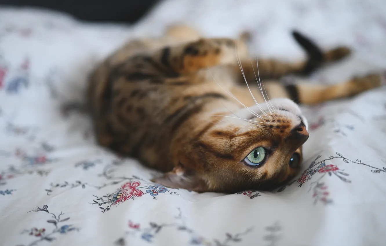 Photo wallpaper cat, cat, look, pose, relax, bed, lies, bokeh