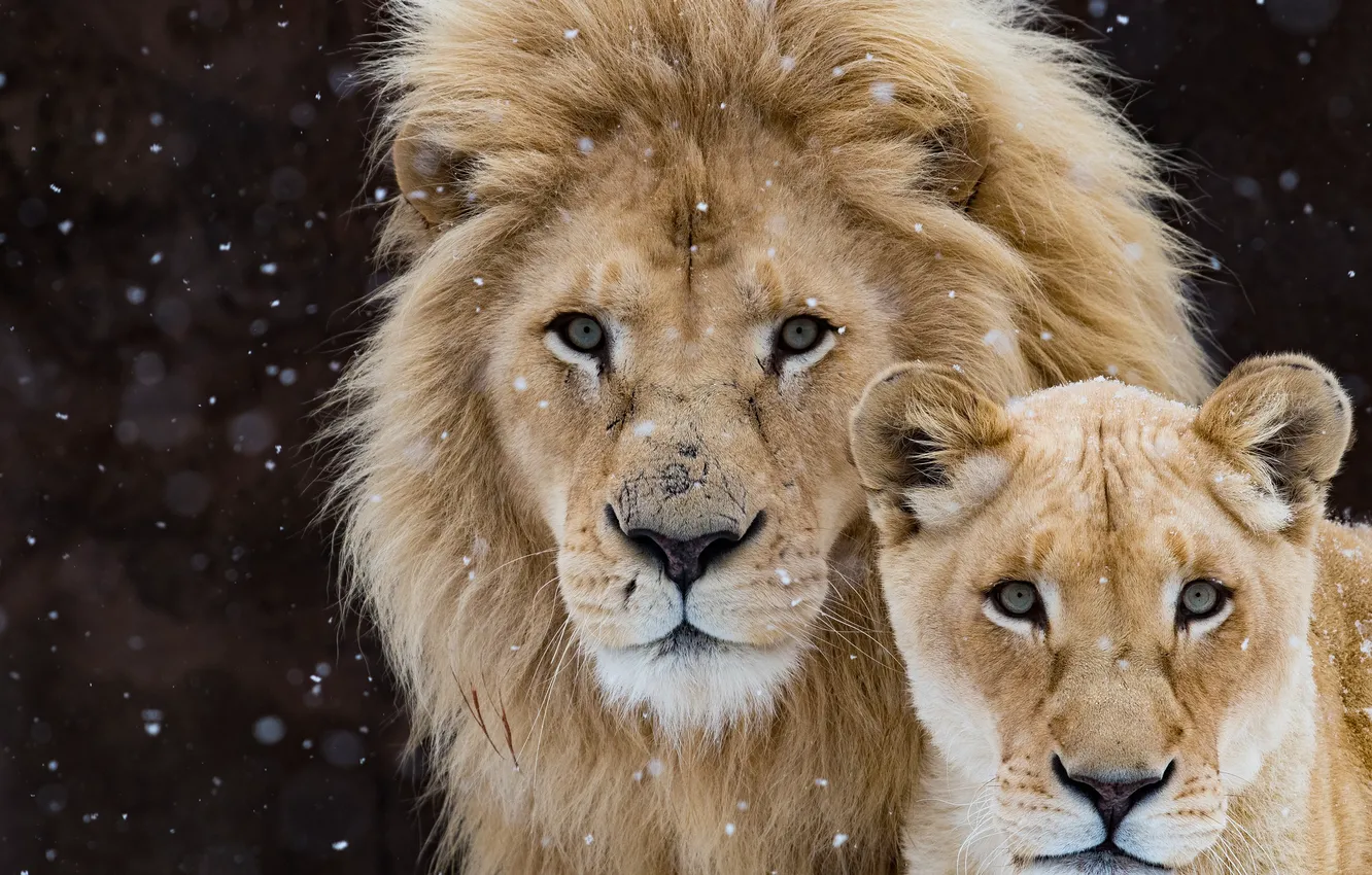 Photo wallpaper look, the dark background, Leo, pair, wild cats, lions, lioness, snowfall