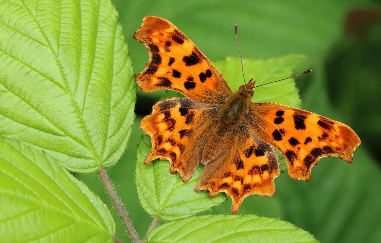Photo wallpaper greens, leaves, macro, orange, background, pattern, butterfly, plant