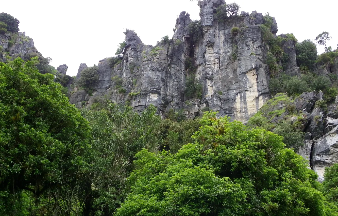 Photo wallpaper forest, the sky, trees, mountains, New Zealand, New Zealand, Mangaotaki