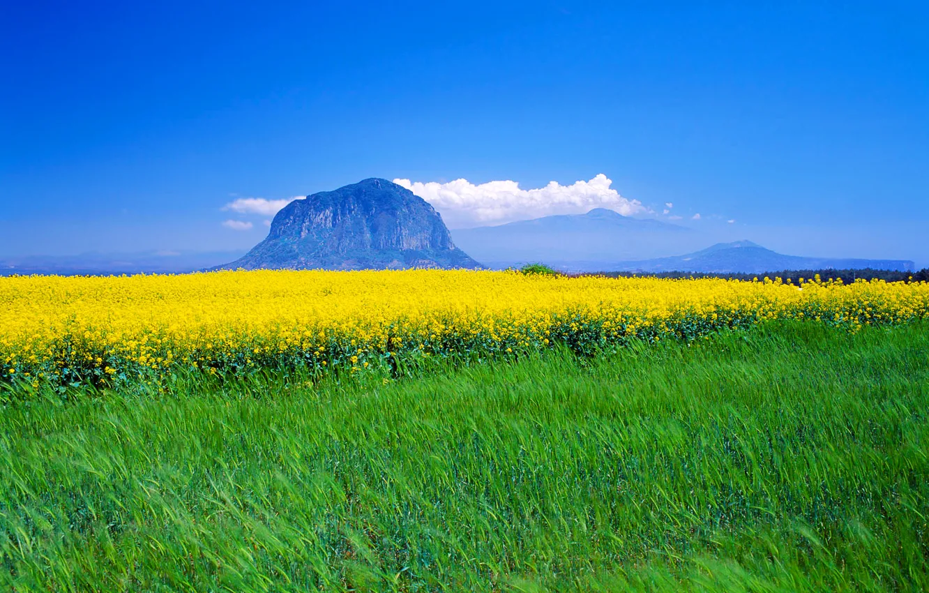 Photo wallpaper field, the sky, clouds, flowers, mountains, meadow