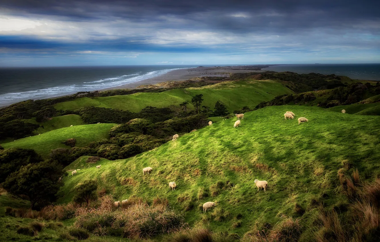 Photo wallpaper coast, sheep, New Zealand, New Zealand, Farewell Spit