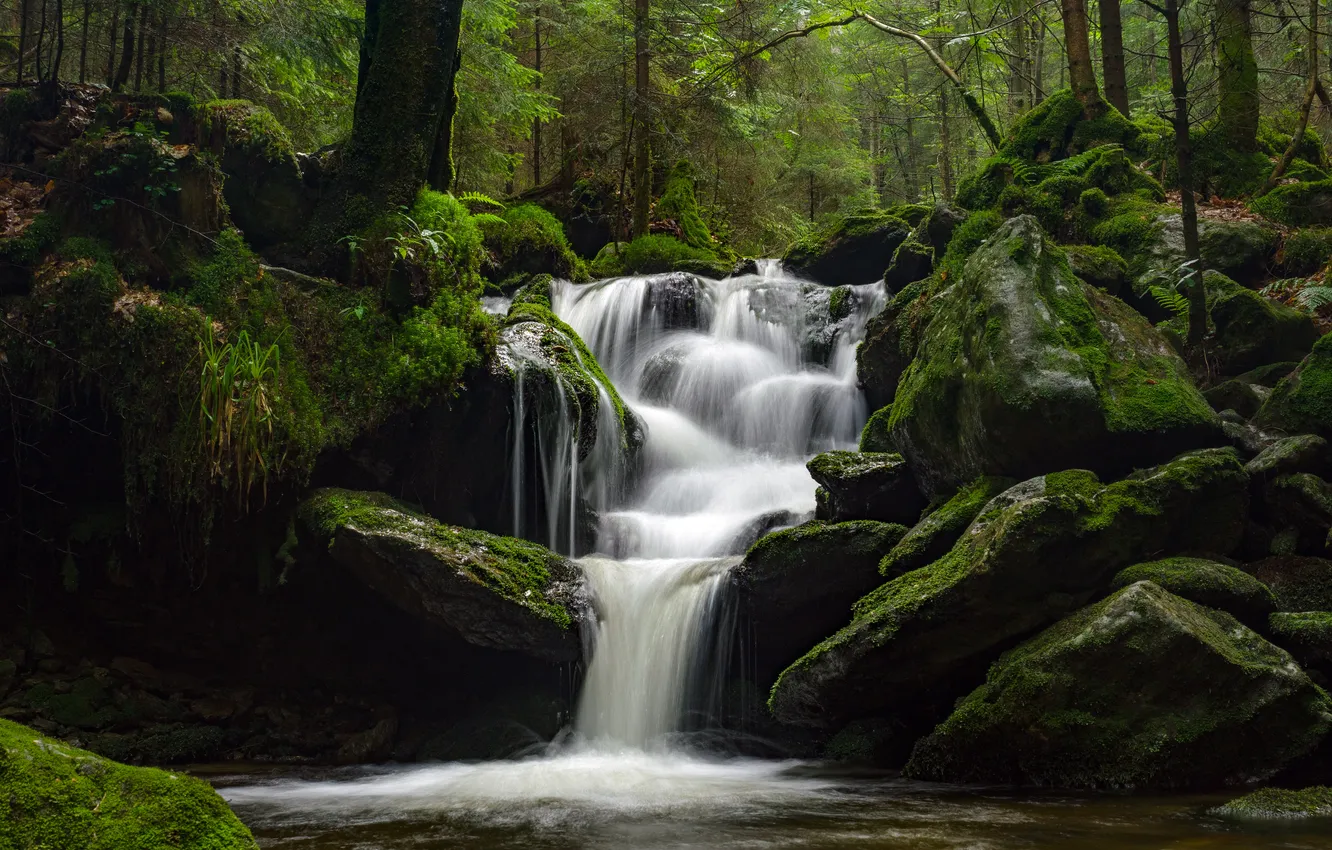 Photo wallpaper forest, nature, river, stones, waterfall