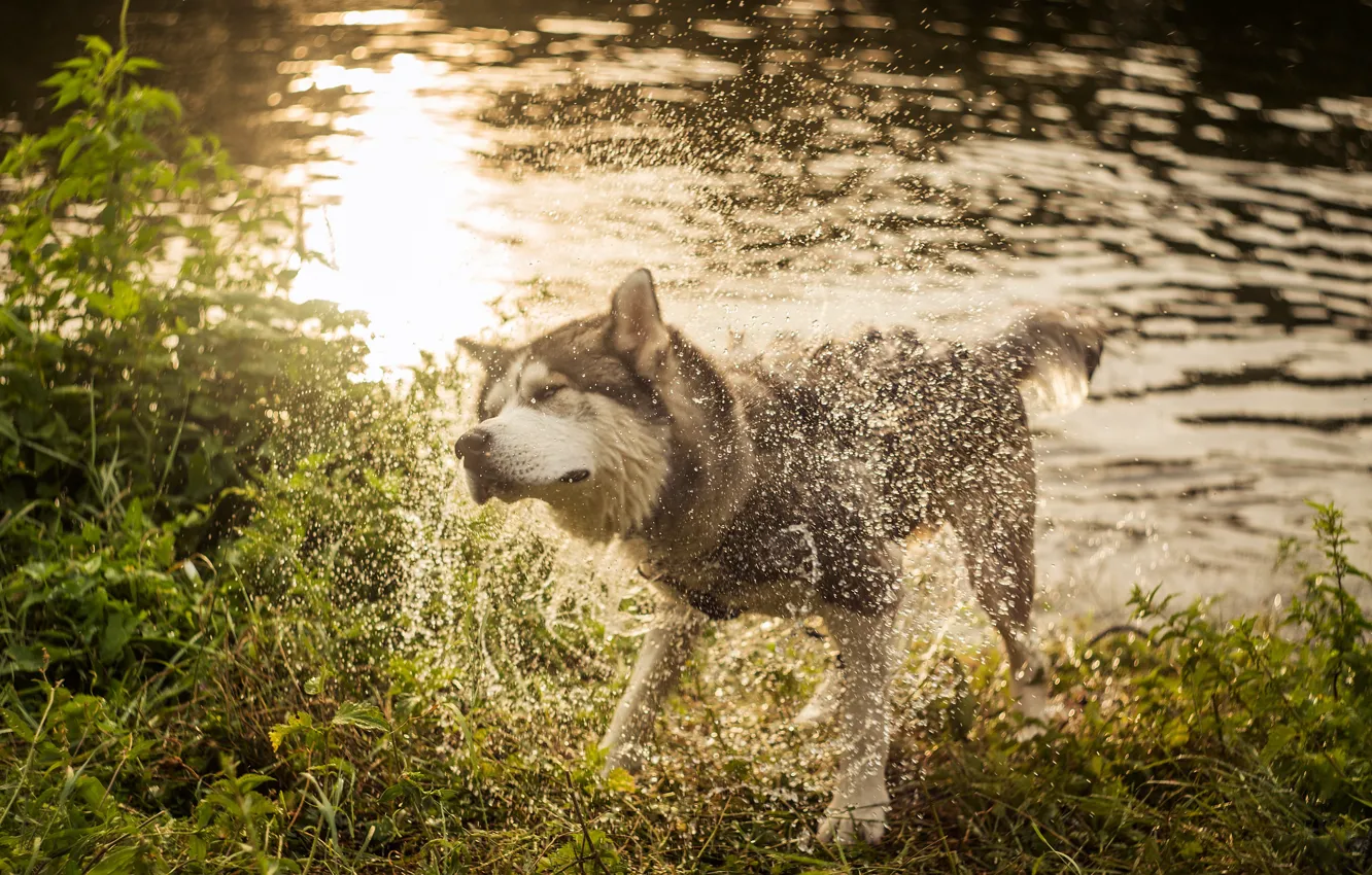 Photo wallpaper grass, water, drops, light, squirt, nature, pose, glare