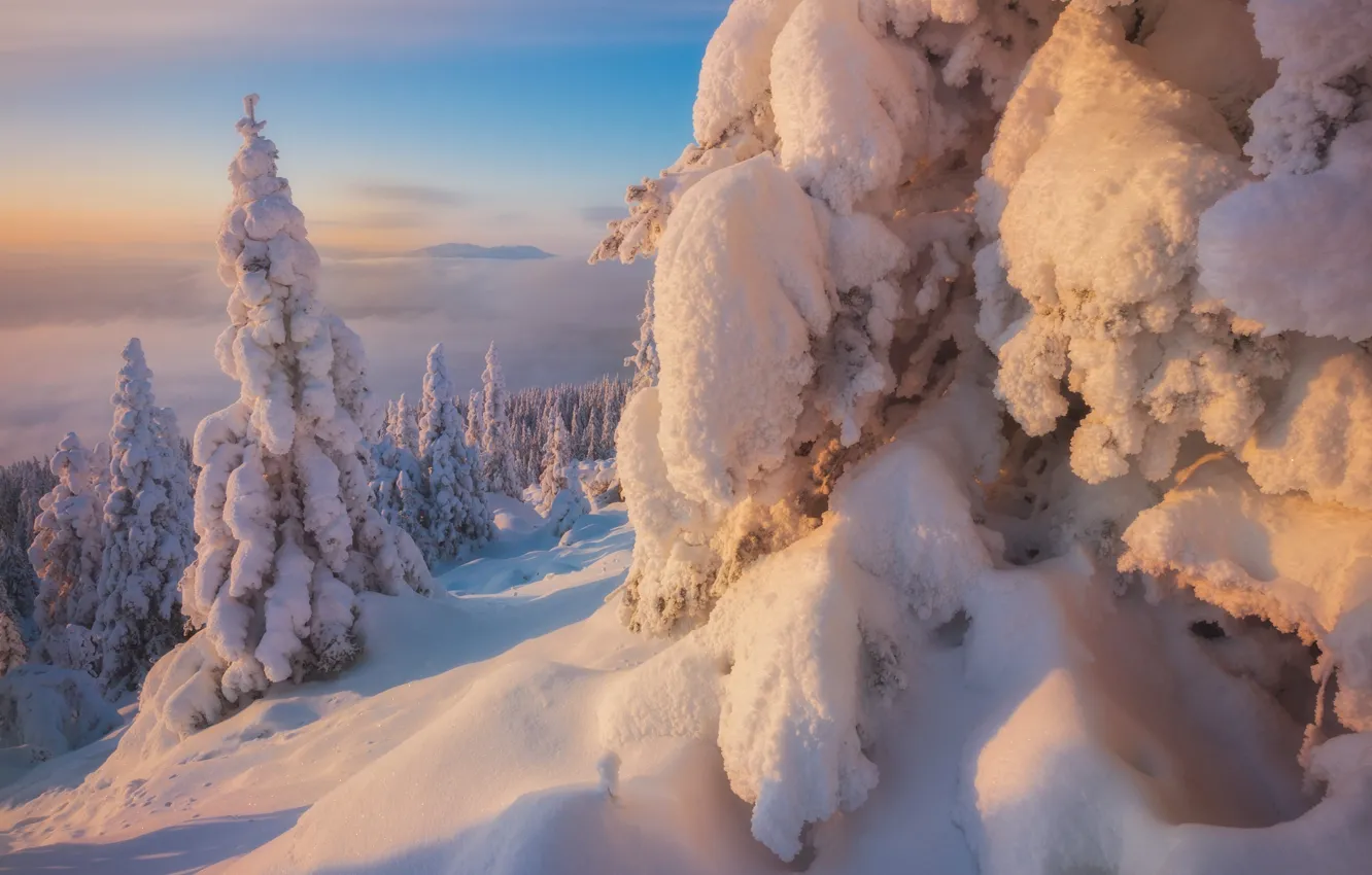 Photo wallpaper winter, forest, snow, nature, ate