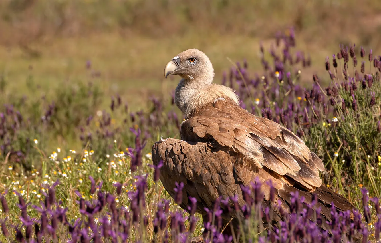 Photo wallpaper flowers, bird, meadow, Grif, predatory, CIP