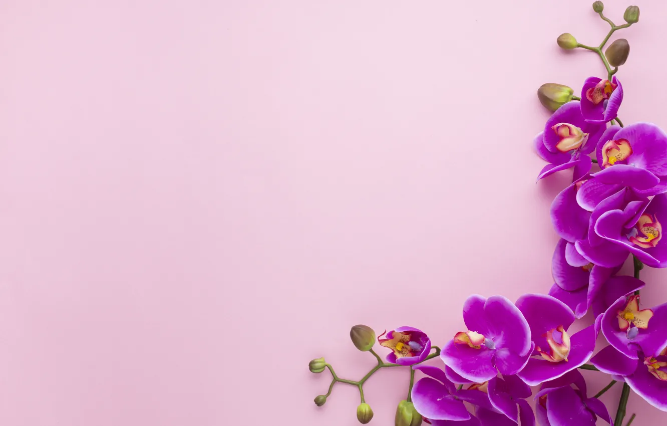 Photo wallpaper background, pink, Orchid, composition