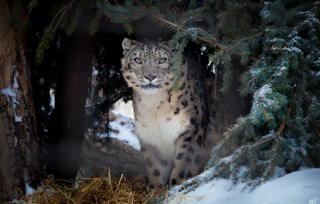 Photo wallpaper cat, look, spruce, IRBIS, snow leopard
