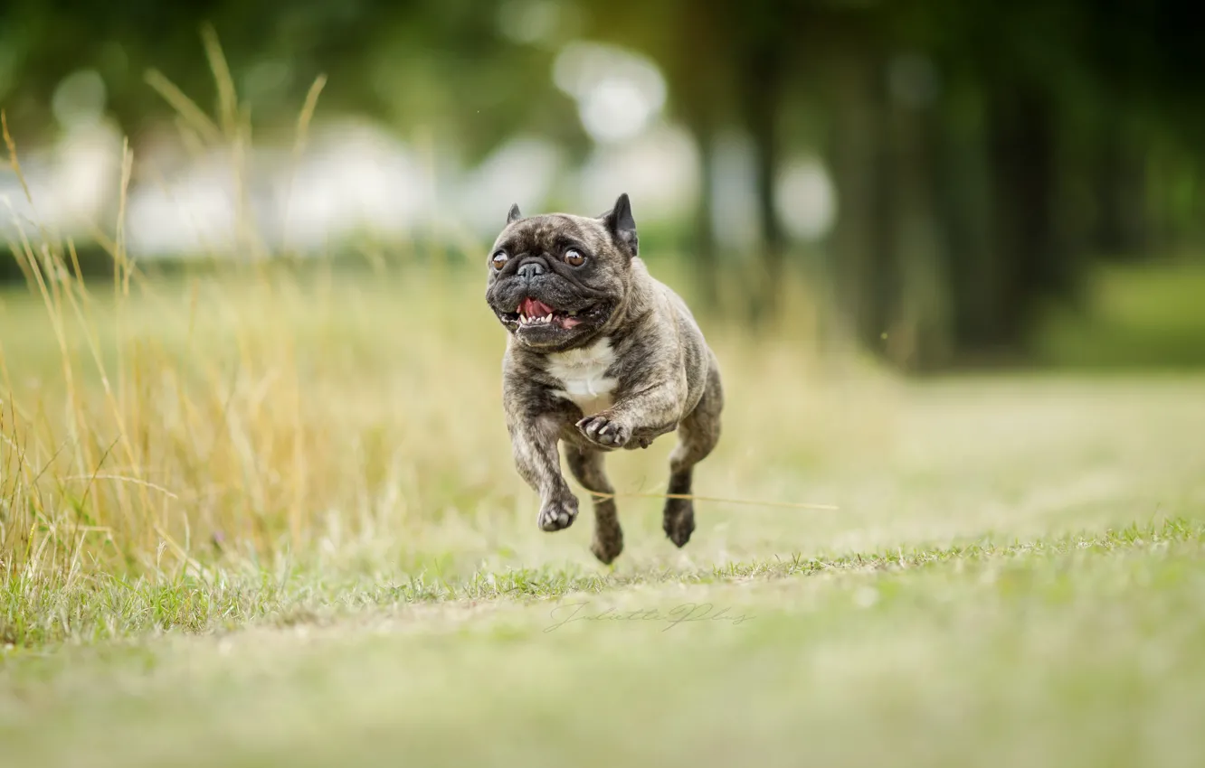 Photo wallpaper background, dog, running